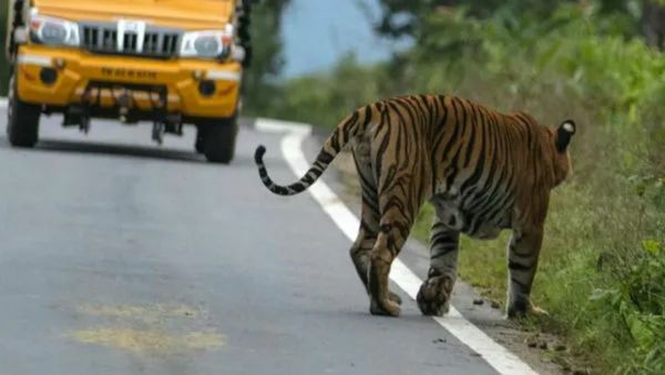 ಬಂಡೀಪುರದಲ್ಲಿ ರಾತ್ರಿ ಸಂಚಾರಕ್ಕೆ ಅನುಮತಿ ಕೊಟ್ರೆ ಏನೆಲ್ಲ ಆಗುತ್ತೆ? ಯತ್ನಾಳ್‌ ಕಳವಳ