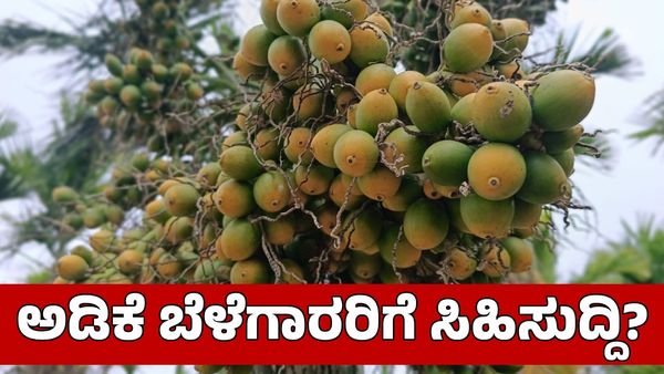 Budget 2025: ಅಡಿಕೆ ಬೆಳೆಗಾರರಿಗೆ ಬಜೆಟ್‌ನಲ್ಲಿ ಸಿಗುತ್ತಾ ಸಿಹಿ ಸುದ್ದಿ?