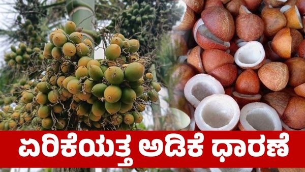 Arecanut Price: ಏರಿಕೆಯತ್ತ ಅಡಿಕೆ ಧಾರಣೆ; ಕೊಬ್ಬರಿ ಬೆಲೆ ಎಷ್ಟಿದೆ?