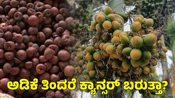 Arecanut Health: ಅಡಿಕೆ ತಿಂದರೆ ಕ್ಯಾನ್ಸರ್ ಬರುತ್ತಾ?
