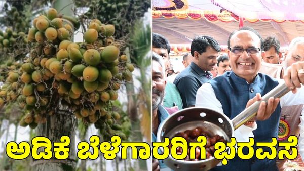 Arecanut: ಅಡಿಕೆ ಬೆಳೆಗಾರರಿಗೆ ದೊಡ್ಡ ಭರವಸೆ ನೀಡಿದ ಕೇಂದ್ರ ಸಚಿವ ಶಿವರಾಜ್ ಸಿಂಗ್ ಚೌಹಾಣ್