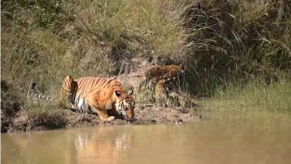 Bandipur: ಬಂಡೀಪುರದಲ್ಲಿ ಹುಲಿಗಳ ದರ್ಶನ: ಪ್ರವಾಸಿಗರಿಗೆ ಖುಷಿಯೋ ಖುಷಿ!
