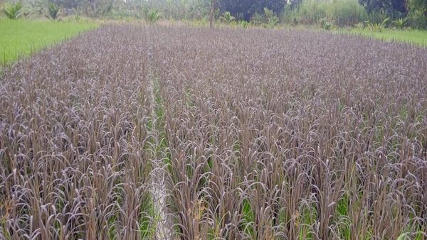 ಚಾಮರಾಜನಗರ: ಇದು ಕಪ್ಪಕ್ಕಿ ಬೆಳೆದು ಯಶಸ್ಸು ಕಂಡ ರೈತ ನಂಜುಂಡಸ್ವಾಮಿಯ ಯಶೋಗಾಥೆ