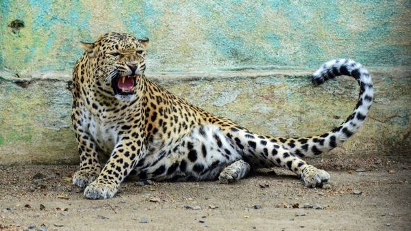 ಸಿಂಪಲ್ಲಾಗಿ ಬಾಲದಲ್ಲೇ ಚಿರತೆ ಸೆರೆ ಹಿಡಿದ ಎಂಟೆದೆ ಭಂಟ, ಎಲ್ಲಿ?