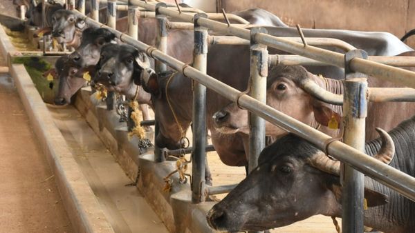 ಧಾರವಾಡ: ರೈತರೇ ಕರ್ನಾಟಕದ ಏಕೈಕ ಎಮ್ಮೆ ತಳಿ ಸಂವರ್ಧನಾ ಕೇಂದ್ರದ ವಿಶೇಷತೆ ತಿಳಿಯಿರಿ 