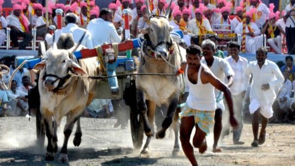 ಎತ್ತಿನಗಾಡಿ ಓಟ ಗ್ರಾಮೀಣ ಜನರ ಕ್ರೇಜ್ ಆಗಿದ್ದೇಗೆ?
