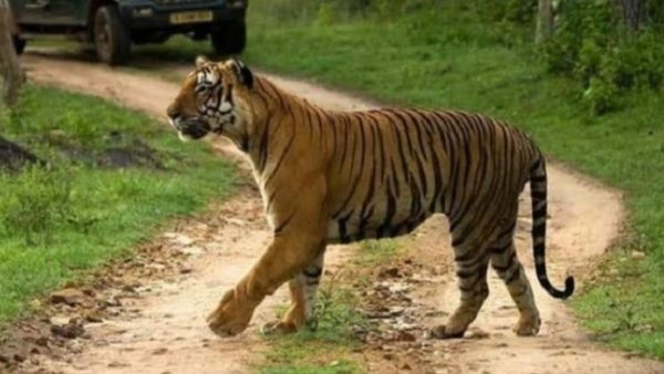 ಚಾಮರಾಜನಗರದಲ್ಲಿ ಅರಣ್ಯ ಪ್ರದೇಶಗಳಲ್ಲಿ ಪ್ರವಾಸಿಗರ ಕಲರವ: ಲಕ್ಷ ಲಕ್ಷ ಆದಾಯ