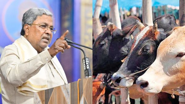 ಚಾಮರಾಜಪೇಟೆಯಲ್ಲಿ ದನಗಳ ಕೆಚ್ಚಲು ಕತ್ತರಿಸಿ ವಿಕೃತಿ: ಸಿಎಂ ಸಿದ್ದರಾಮಯ್ಯ ಹೇಳಿದ್ದೇನು?