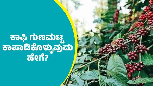 ಕೊಯ್ಲುನಿಂದಲೇ ಕಾಫಿ ಗುಣಮಟ್ಟ ಕಾಪಾಡಿಕೊಳ್ಳುವುದು ಹೇಗೆ?