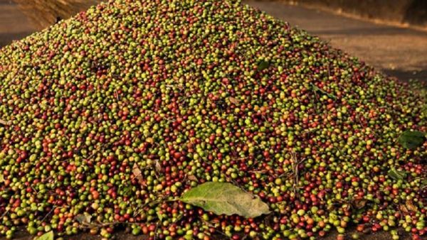 Kodagu Coffee: ಕೊಡಗಿನ ಕಾಫಿ ಬೆಳೆಗಾರರಿಗೆ ಅಕಾಲಿಕ ಮಳೆಯ ಭೀತಿ!