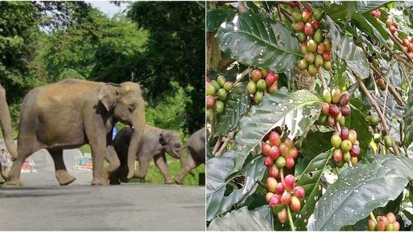 ಕೊಡಗಿನ ಕಾಫಿ ಬೆಳೆಗಾರರಿಗೆ ಸಂಕಷ್ಟ ತಂದೊಡ್ಡಿದ ಕಾಡಾನೆಗಳು!