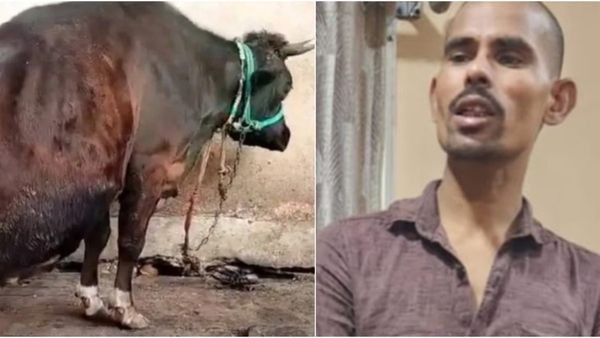 ಒಳ ಉಡುಪು ಧರಿಸಲ್ಲ: ಹಸುಗಳ ಕೆಚ್ಚಲು ಕೊಯ್ದು ಆರೋಪಿ ಮನಸ್ಥಿತಿ ಎಂತಹದ್ದು ಗೊತ್ತಾ?