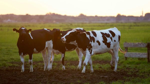 ಹಸು ಕೆಚ್ಚಲು ಕೊಯ್ದ ಕೇಸ್‌: ಬೆಂಗಳೂರಲ್ಲಿ ಪ್ರಾಣಿ ರಕ್ಷಣೆಗೆ ಬಿಬಿಎಂಪಿಯಿಂದ ಹೊಸ ಅಭಿಯಾನ