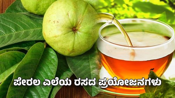 Guava Leaves Benefits: ಬೆಳಿಗ್ಗೆ ಖಾಲಿ ಹೊಟ್ಟೆಯಲ್ಲಿ ಈ ಎಲೆಯ ರಸ ಕುಡಿಯಿರಿ- ಆಯಸ್ಸು ಗಟ್ಟಿ