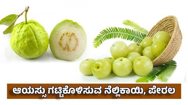 Nellikai-Perala Benefits: ನೆಲ್ಲಿಕಾಯಿ, ಪೇರಲ ಪ್ರಯೋಜನಗಳು- ತಿಂದರೆ ಆರೋಗ್ಯ ಆಯಸ್ಸು ಗಟ್ಟಿ