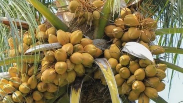 ತೆಂಗಿನಮರ ಏರುವವರಿಗೆ ವಿಮಾ ಸೌಲಭ್ಯ: ಇಲ್ಲಿದೆ ಯೋಜನೆಯ ಸಂಪೂರ್ಣ ವಿವರ