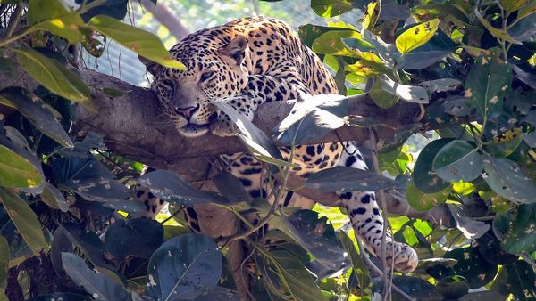 Infosys: ಇನ್ಫೋಸಿಸ್‌ನಲ್ಲೇ ಹವಾ ಕ್ರಿಯೇಟ್ ಮಾಡಿದ್ದ ಚಿರತೆ ಕೊನೆಗೂ ಸಿಕ್ತಾ ?