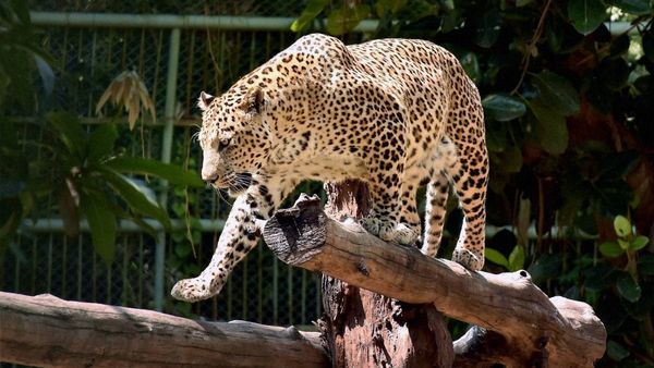 leopard: ಬೆಂಗಳೂರಿನ ಪ್ರತಿಷ್ಠಿತ ಏರಿಯಾಗೆ ಚಿರತೆ ಎಂಟ್ರಿ, ನಿವಾಸಿಗಳಲ್ಲಿ ನಡುಕ