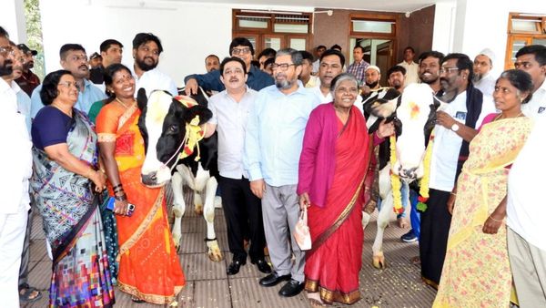 ಕೆಚ್ಚಲು ಕೊಯ್ದ ಪ್ರಕರಣ: ಸಂತ್ರಸ್ತರಿಗೆ ಸಚಿವ ಜಮೀರ್‌ ಮೂರು ಹಸು ಗಿಫ್ಟ್‌