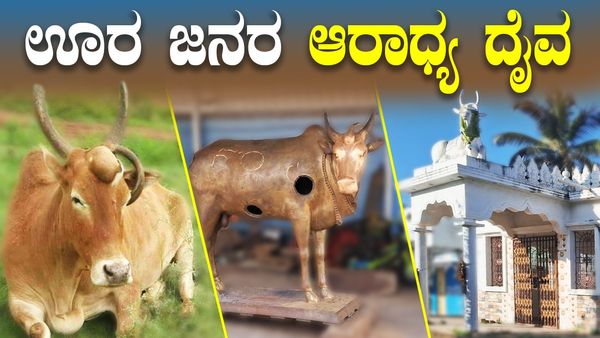 Mysuru: 3 ಕಣ್ಣು, 3 ಕೊಂಬು ಇರುವ ಬಸವ ಈ ಊರ ಜನರ ಆರಾಧ್ಯ ದೈವ
