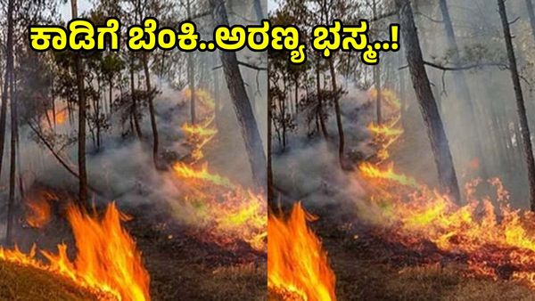 Breaking News: ಚಾಮರಾಜನಗರ ಕಾಡಿಗೆ ಬೆಂಕಿ, ನೂರಾರು ಎಕರೆ ಸುಟ್ಟು ಭಸ್ಮ! ಅರಣ್ಯ ಇಲಾಖೆ ಅನುಮಾನ