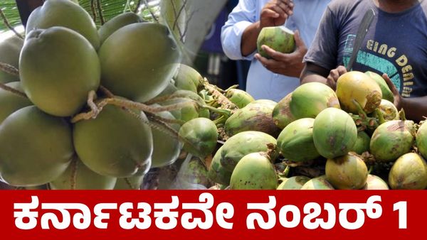 Karnataka: ತೆಂಗು ಉತ್ಪಾದನೆ; ಕೇರಳ ಹಿಂದಿಕ್ಕಿದ ಕರ್ನಾಟಕ ರಾಜ್ಯಕ್ಕೆ ದೇಶದಲ್ಲೇ ಅಗ್ರಸ್ಥಾನ