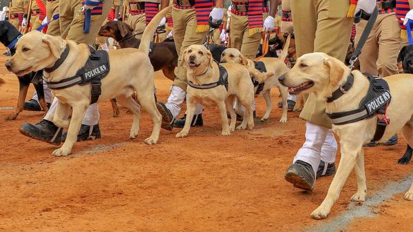 ಅರಣ್ಯ ಸಂರಕ್ಷಣೆಗೆ ಬರಲಿದೆ ಶ್ವಾನ ಪಡೆ, ತರಬೇತಿ ಆರಂಭ