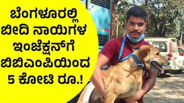 ಬೆಂಗಳೂರಿನಲ್ಲಿ ನಾಯಿಗಳ ಕಂಟ್ರೋಲ್‌ಗೆ ಪ್ಲ್ಯಾನ್‌, ಲಸಿಕೆಗೆ 5 ಕೋಟಿ ರೂ.!