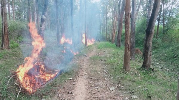Nagarahole: ನಾಗರಹೊಳೆಯಲ್ಲಿ ಕಾಡ್ಗಿಚ್ಚು ತಡೆಗೆ ಅರಣ್ಯ ಇಲಾಖೆ ಸಜ್ಜು