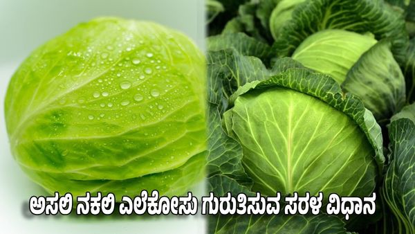 Cabbage: ಅಸಲಿ ನಕಲಿ ಎಲೆಕೋಸು ಗುರುತಿಸುವ ಸರಳ ವಿಧಾನಗಳು ಇಲ್ಲಿದೆ