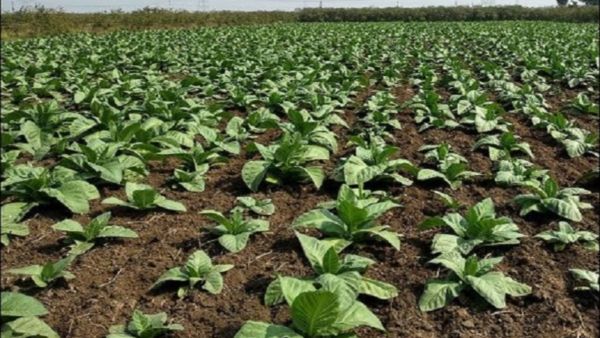 ತಂಬಾಕು ಬೆಳೆಗಾರರಿಗೆ ಗುಡ್‌ನ್ಯೂಸ್‌: ರಾಜ್ಯದ 70,000 ಸಾವಿರ ರೈತರಿಗೆ ಲಾಭ!