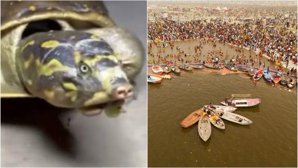 Kumbh Mela: ಕುಂಭ ಸ್ನಾನದ ವೇಳೆ ಭಕ್ತನ ಕಾಲಿಗೆ ತಾಕಿದ ಆಮೆ: ಮುಂದೆ ನಡೆದಿದ್ದೇನು?