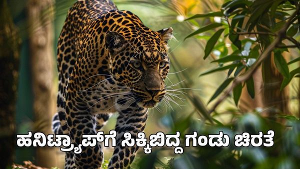 Raichur: ಮಾಂಸಕ್ಕೆ ಬೀಳಲಿಲ್ಲ, ಕಣ್ಣಿಗೂ ಕಾಣಿಸಲಿಲ್ಲ ಹನಿಟ್ರ್ಯಾಪ್‌ಗೆ ಸಿಕ್ಕಿಬಿತ್ತು ಗಂಡು ಚಿರತೆ