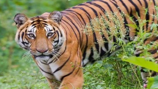 ನಾಗರಹೊಳೆ ಕಾಡಂಚಿನ ಜನರ ನಿದ್ದೆಗೆಡಿಸಿದ ಹುಲಿ: ಸಾಲು ಸಾಲು ಜಾನುವಾರು ಬಲಿ