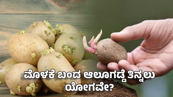 Potato: ಮೊಳಕೆ ಬಂದ ಆಲೂಗಡ್ಡೆ ತಿನ್ನಲು ಯೋಗವೇ?