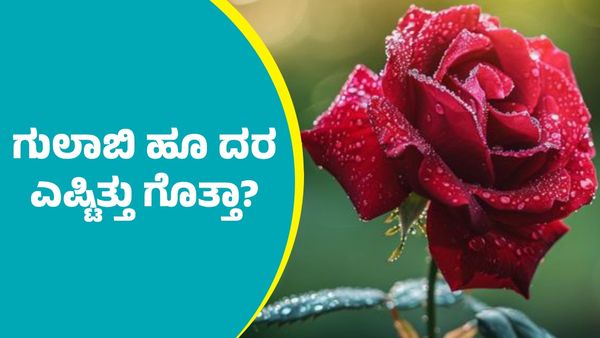 Valentine's Day: ಪ್ರೇಮಿಗಳ ದಿನದಂದು ಬೆಂಗಳೂರಿನ ಈ ಪ್ರದೇಶಗಳಲ್ಲಿ ಗುಲಾಬಿ ಹೂ ದರ ಎಷ್ಟಿತ್ತು ಗೊತ್ತಾ?