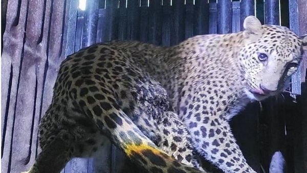 ಮೈಸೂರು: ಅನಾಥವಾಗಿದ್ದ ಚಿರತೆ ಮರಿಗಳನ್ನು ಮತ್ತೆ ತಾಯಿ ಮಡಿಲಿಗೆ ಸೇರಿದ ಅರಣ್ಯ ಇಲಾಖೆ