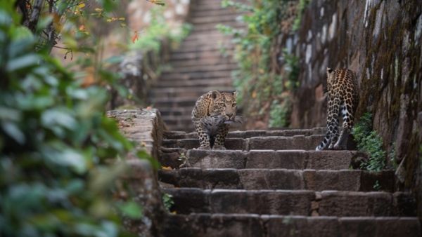 Tirumala: ತಿರುಮಲದಲ್ಲಿ ಚಿರತೆ ದಾಳಿ ತಪ್ಪಿಸಲು ಹೊಸ ನಿಯಮ: ತಿರುಪತಿಗೆ ಹೋಗುವ ಭಕ್ತರೇ ಎಚ್ಚರ!