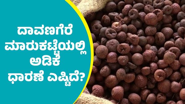 ಪ್ರಸ್ತುತ ದಾವಣಗೆರೆ ಮಾರುಕಟ್ಟೆಯಲ್ಲಿ ಅಡಿಕೆ ಧಾರಣೆ ಎಷ್ಟಿದೆ?; ಇಲ್ಲಿದೆ ಅಂಕಿಅಂಶಗಳ ವಿವರ