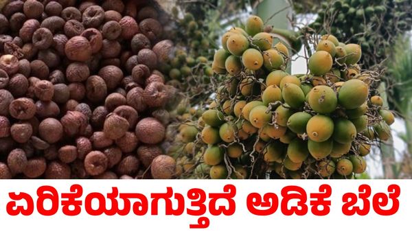 Arecanut Price: ಅಡಿಕೆಗೆ ಸಿಗುತ್ತಾ ಬಂಪರ್ ಬೆಲೆ? ಕೊಬ್ಬರಿ ಬೆಲೆ ಎಷ್ಟಿದೆ ತಿಳಿಯಿರಿ