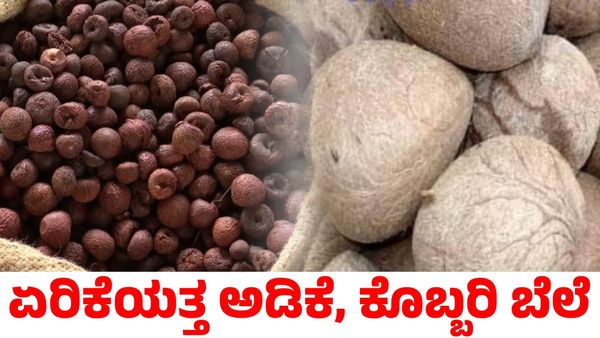 Arecanut Price: ಭರ್ಜರಿ ಏರಿಕೆಯತ್ತ ಅಡಿಕೆ ಮತ್ತು ಕೊಬ್ಬರಿ ಬೆಲೆ!