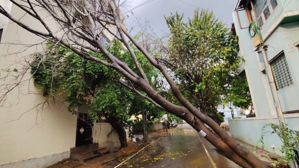 ಬೆಂಗಳೂರಿನಲ್ಲಿ ಅಪಾಯಕಾರಿ ಮರಗಳ ಮುಕ್ತಿಗೆ ಬಿಬಿಎಂಪಿ ಪ್ಲ್ಯಾನ್!