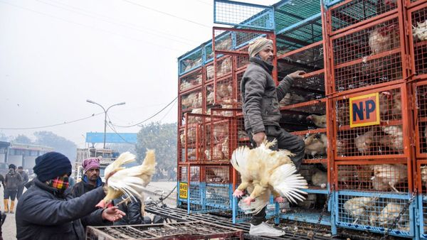 Bird Flu: ಬಳ್ಳಾರಿಯಲ್ಲಿ ಹಕ್ಕಿ ಜ್ವರ, ಜನರು ಆತಂಕಪಡುವ ಅಗತ್ಯವಿಲ್ಲ
