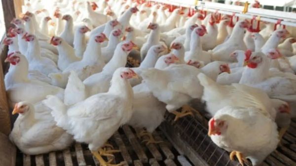 Bird Flu: ಬೆಂಗಳೂರಲ್ಲಿ ಹಕ್ಕಿಜ್ವರ ತಡೆಗೆ ಕ್ರಮ: ನಾನ್‌ವೆಜ್ ಪ್ರಿಯರೇ ಈ ನಿಯಮ ಪಾಲಿಸಿ!