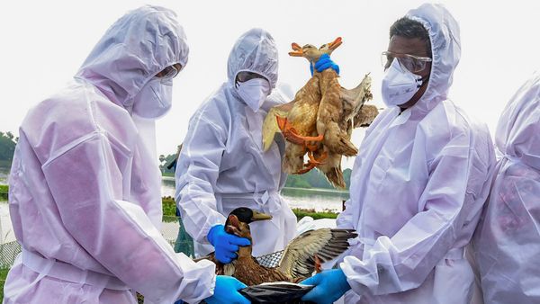 ಹಕ್ಕಿ ಜ್ವರದ ಭೀತಿ: ಮುನ್ನೆಚ್ಚರಿಕೆ ಕ್ರಮಕ್ಕೆ ಶಿವಮೊಗ್ಗ ಡಿಸಿ ಕರೆ