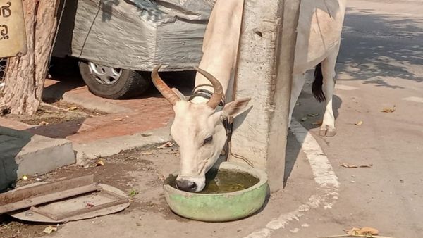 ಮೈಸೂರು: 'ನೀರುಣಿಸಿ- ಜೀವವನ್ನುಳಿಸಿ' ಅಭಿಯಾನಕ್ಕೆ ಪ್ರಜ್ವಲ್ ದೇವರಾಜ್ ಸಾಥ್‌