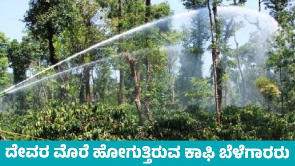 ಕೊಡಗಿನ ಕಾಫಿ ಬೆಳೆಗಾರರಿಂದ ಮಳೆಗಾಗಿ ಪ್ರಾರ್ಥನೆ