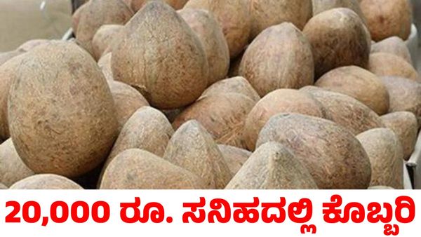 Copra Price: ಹೊಸ ದಾಖಲೆ ಬರೆಯುವತ್ತ ಕೊಬ್ಬರಿ ಬೆಲೆ; ಗಗನಕ್ಕೇರಿದ ಎಳನೀರು ದರ