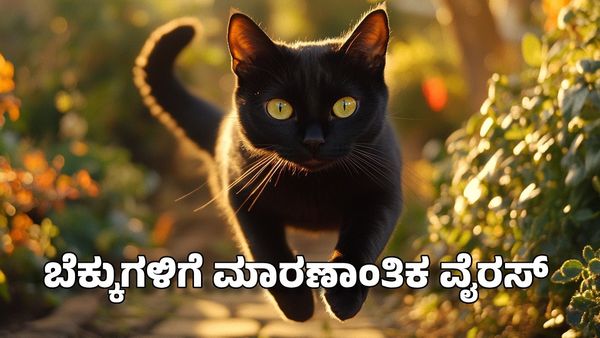 Raichur:ರಾಯಚೂರಿನಲ್ಲಿ ಬೆಕ್ಕುಗಳಿಗೆ ಮಾರಣಾಂತಿಕ ವೈರಸ್- ಏನಿದು ಎಫ್‌ಪಿವಿ?