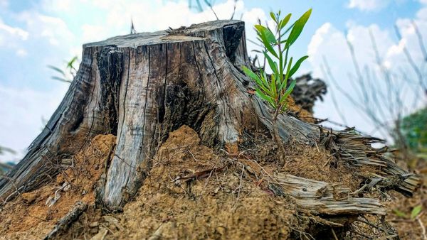 ಅಕ್ರಮವಾಗಿ ಮರ ಕಡಿದರೆ ದಂಡ, ಶಿಕ್ಷೆ ಹತ್ತು ಪಟ್ಟು ಹೆಚ್ಚಳ